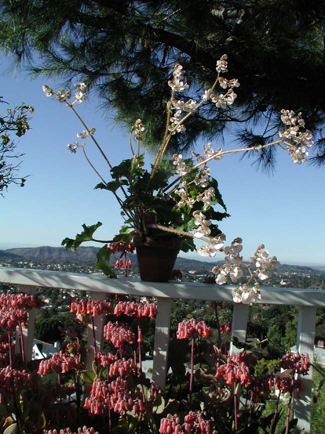 B. ‘Anna Lee Salisbury’
